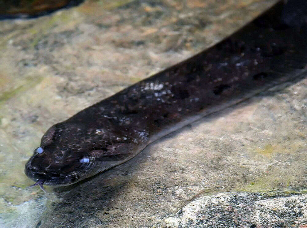 Image of Green anaconda