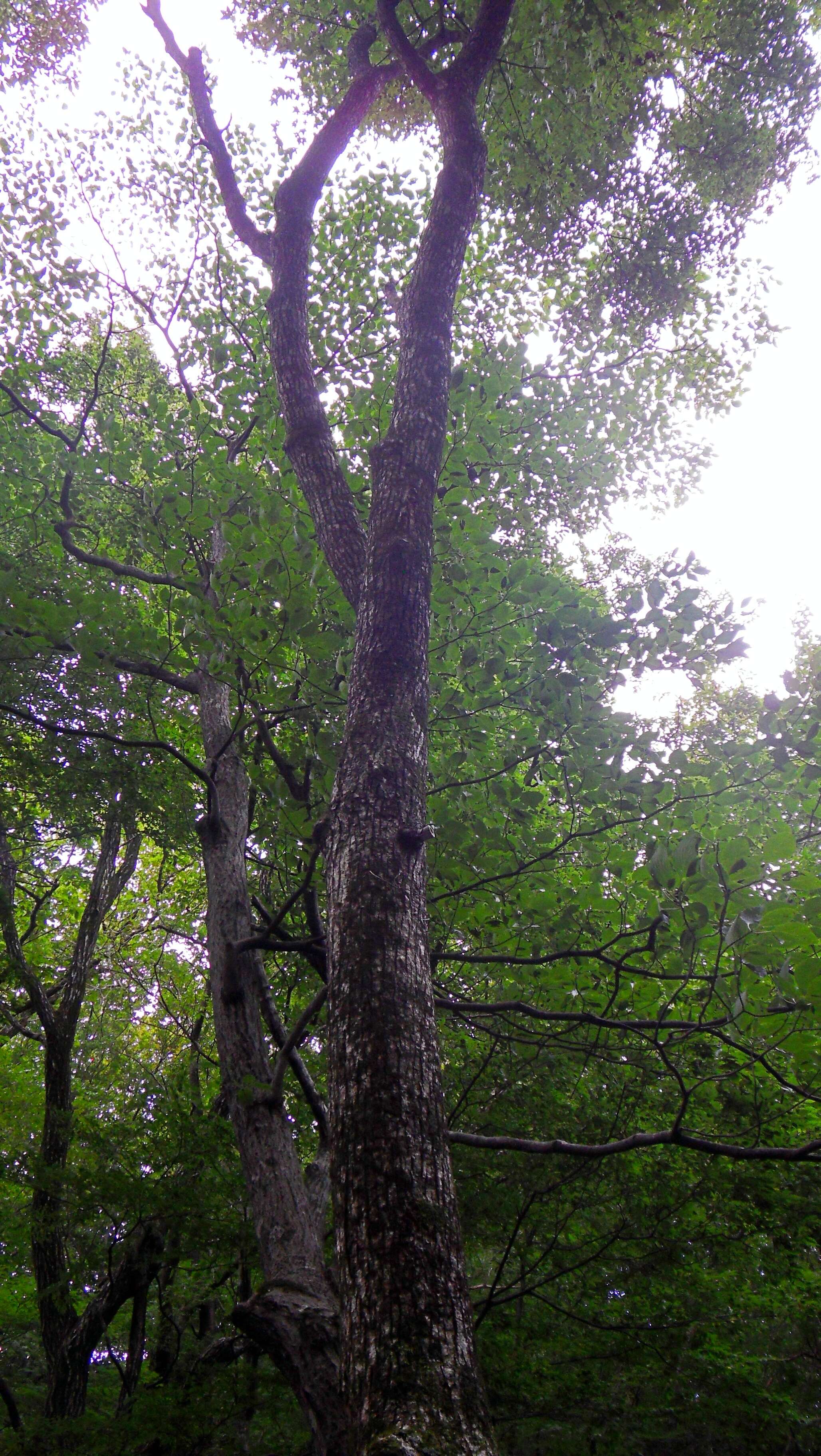 Image of Acer pictum subsp. mono (Maxim.) H. Ohashi