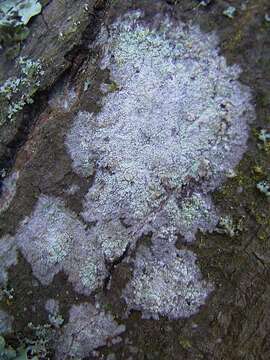 Image of blemished lichen