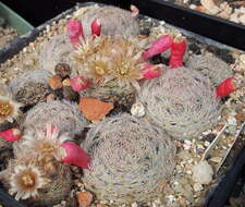 Image of Lace-spine Nipple Cactus