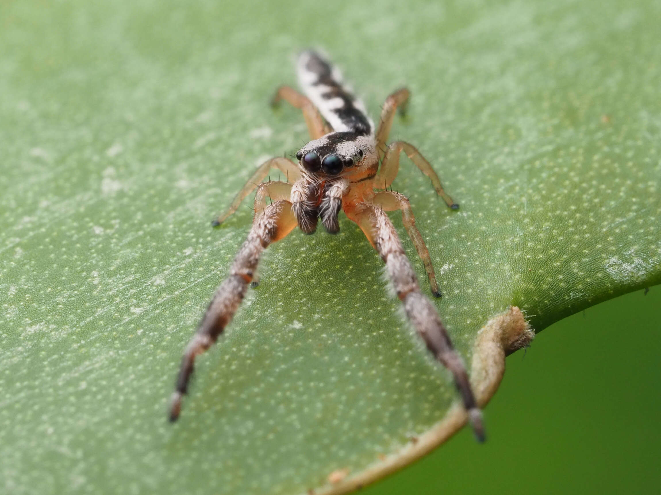 Image of Pike Slender Jumper