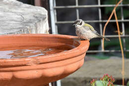 Image of Brown-headed Honeyeater