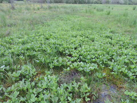 Image of bogbean