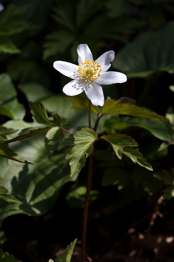 Imagem de Anemone nemorosa L.