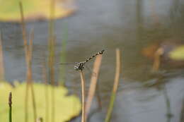 صورة Ictinogomphus rapax (Rambur 1842)