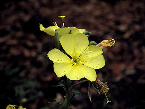 Image of Hooker's evening primrose