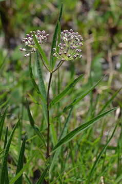 Image of longleaf milkweed