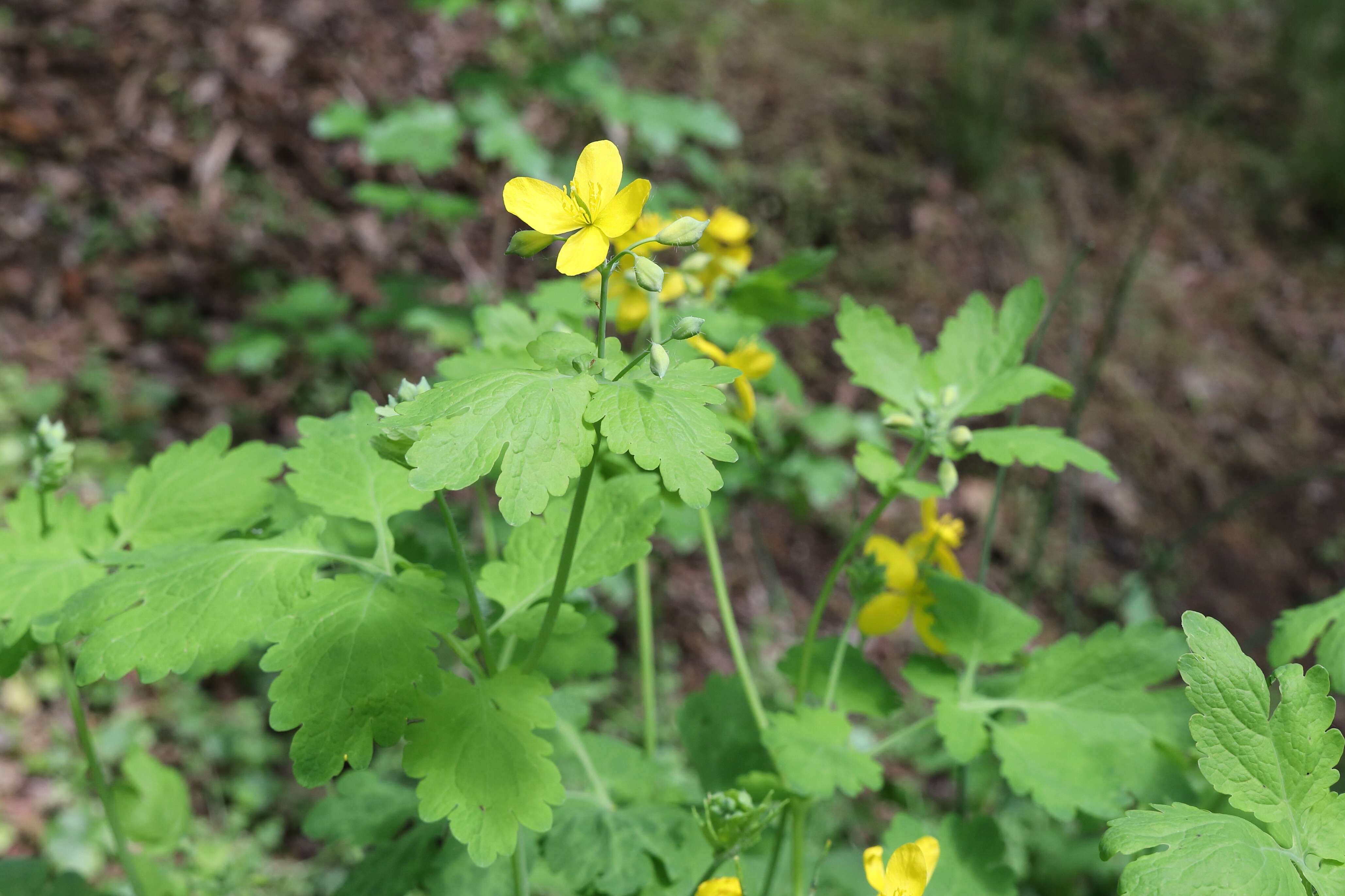 Image of celandine