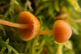 Image of Galerina graminea (Velen.) Kühner 1935