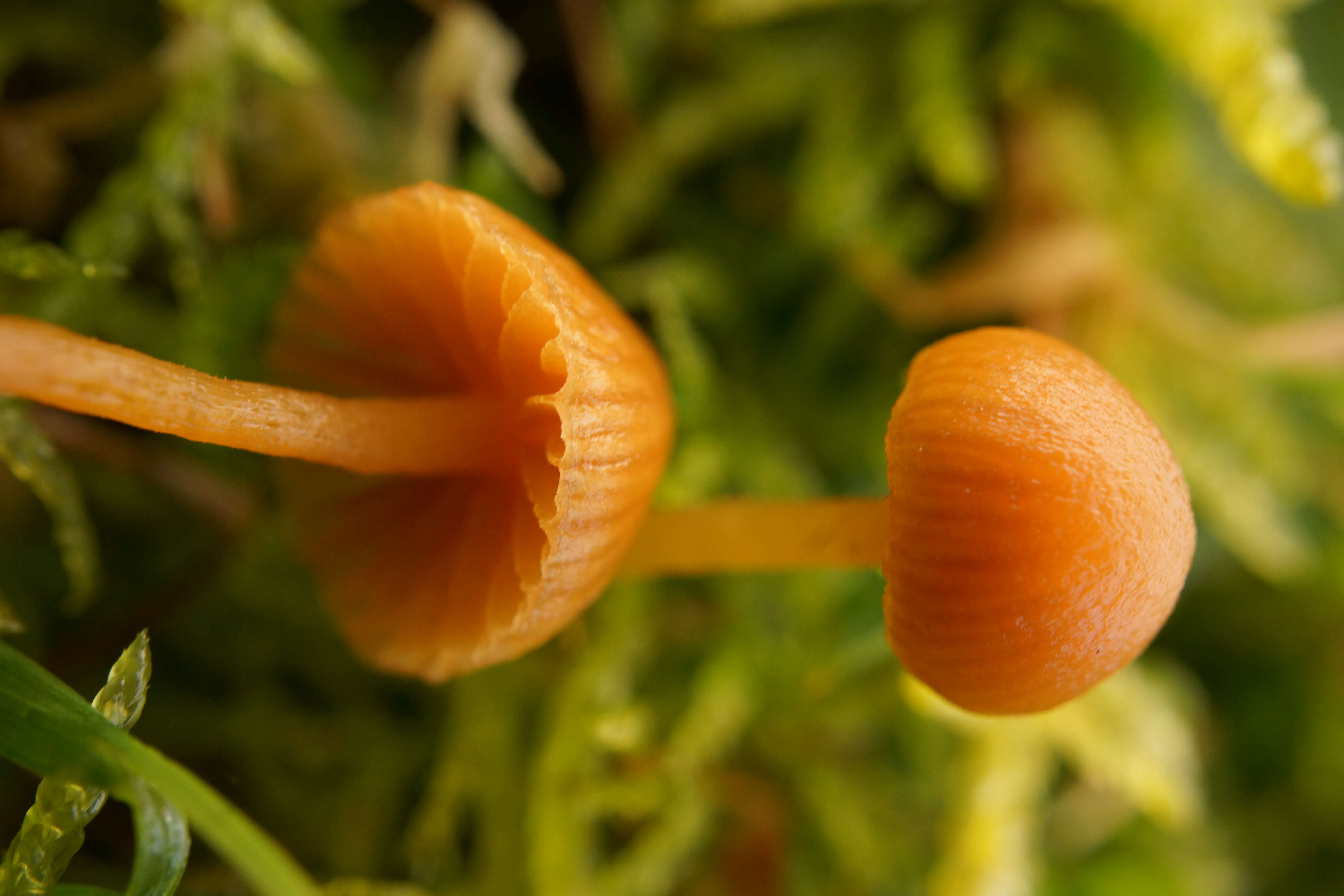 Imagem de Galerina graminea (Velen.) Kühner 1935