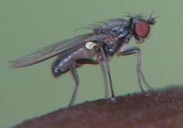 Image of acartophthalmid flies