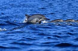 Image of Long-beaked Dolphin