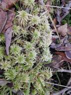 Image of sphagnum