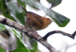 Image of Ochraceous Wren