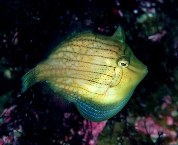 Image of Japanese inflator filefish