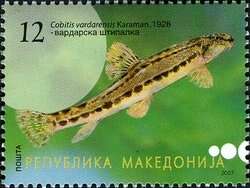 Image of Vardar spined loach