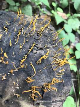 Image of Calocera cornea (Batsch) Fr. 1827