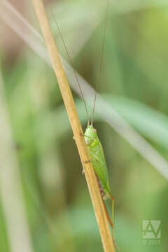 Image of Tettigonioidea