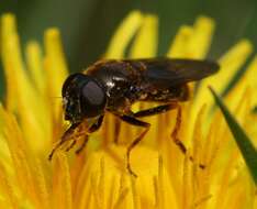 صورة Cheilosia fraterna (Meigen 1830)