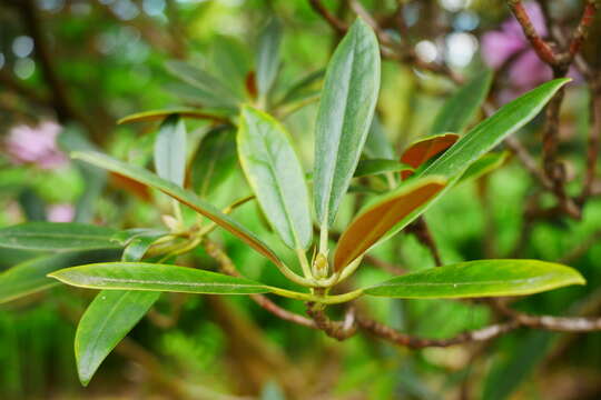 Image of Rhododendron degronianum Carr.