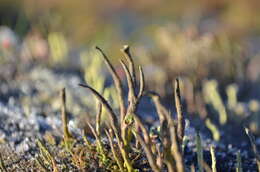 Image of cup lichen