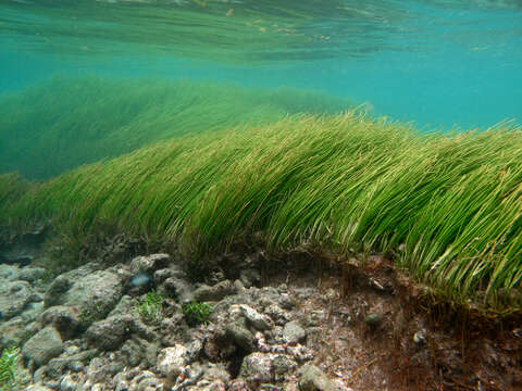 Image of Round-leaf sea grass