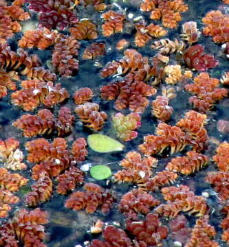 Image of Mosquito fern