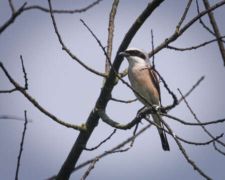 Image of Red-backed Shrike