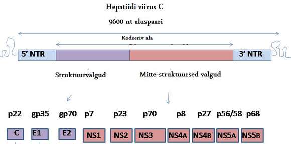 Слика од Hepatitis C virus