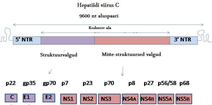 Image of Hepatitis C virus