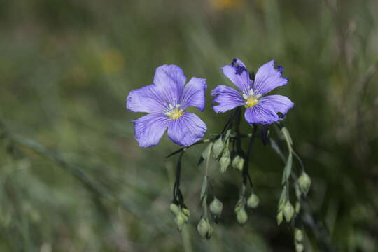 Image of Asian flax