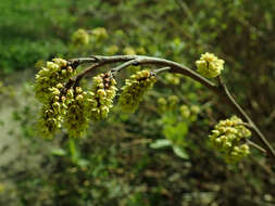 Image of fragrant sumac