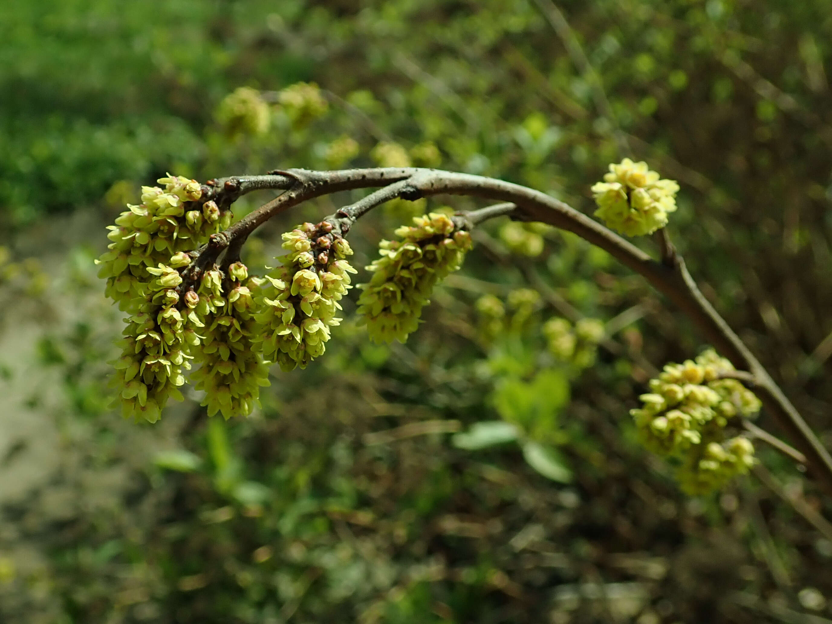 Image of fragrant sumac