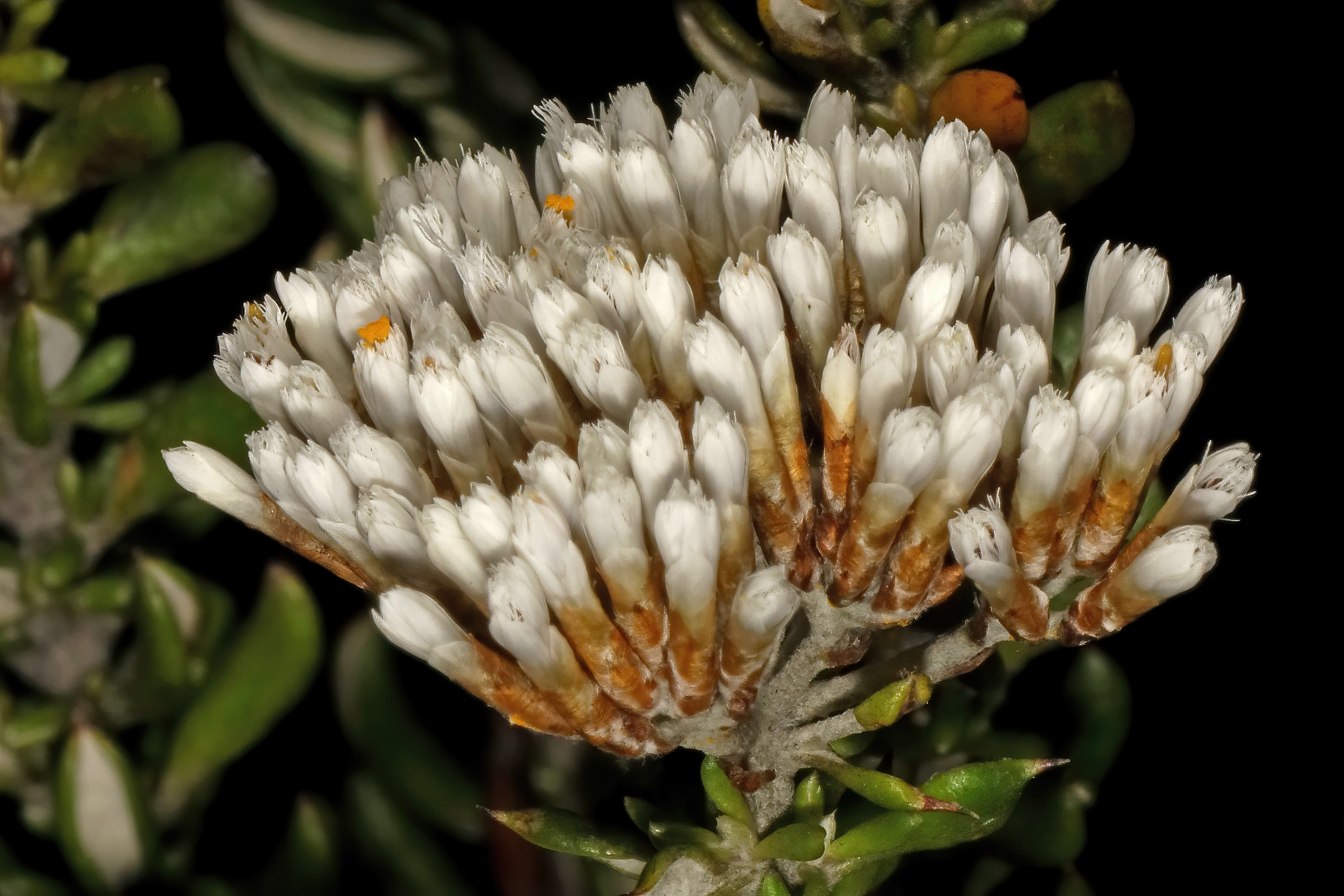 Image of Strandveld Blombush