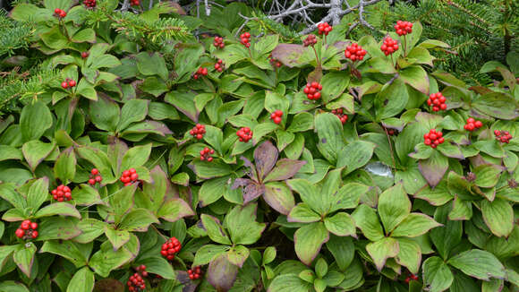 Image of bunchberry dogwood