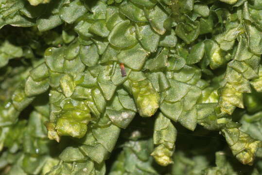 Image of Wall Scalewort