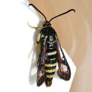 Image of Fireweed Clearwing Moth