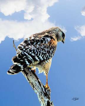 Image of Red-shouldered Hawk