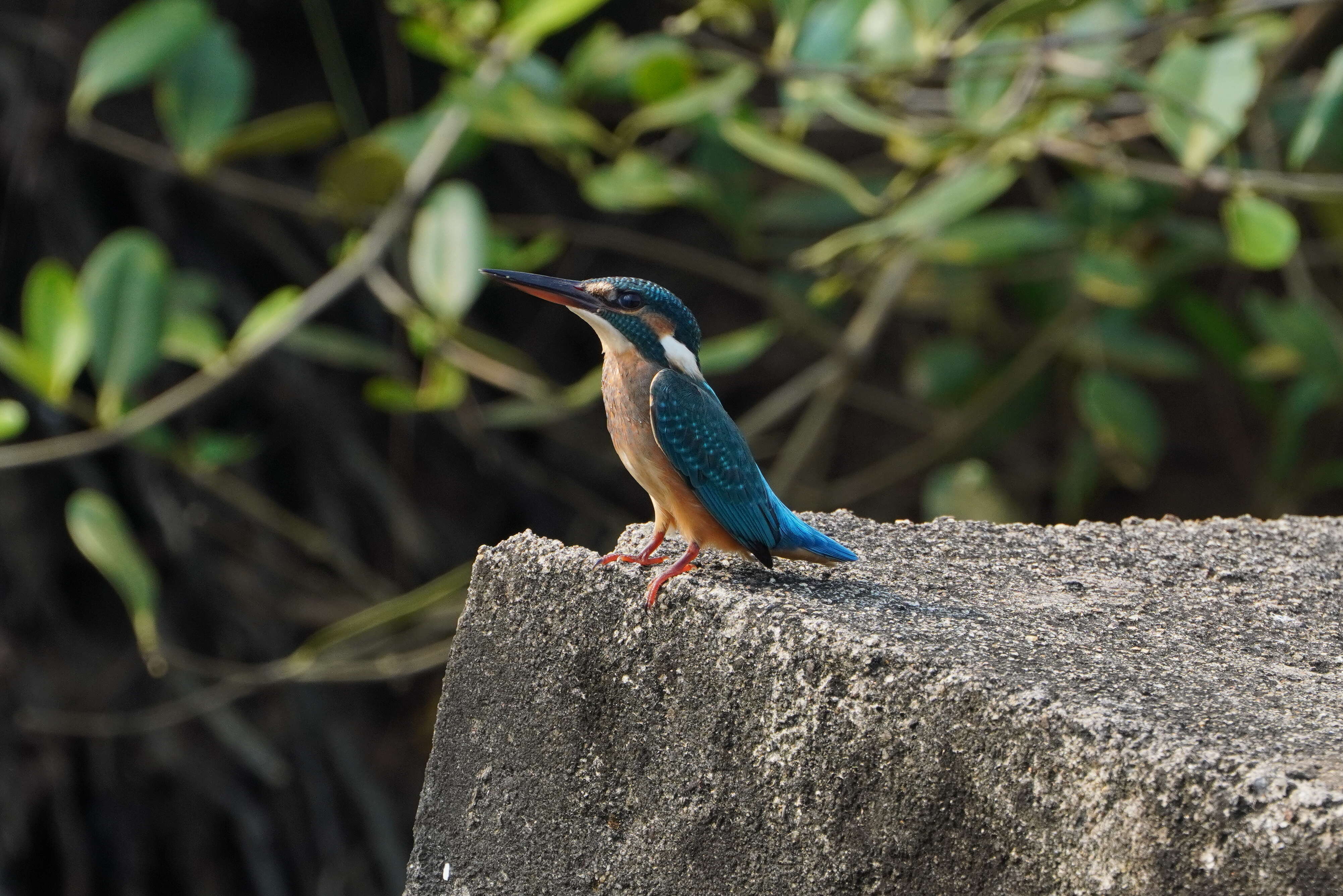 Image of Common Kingfisher