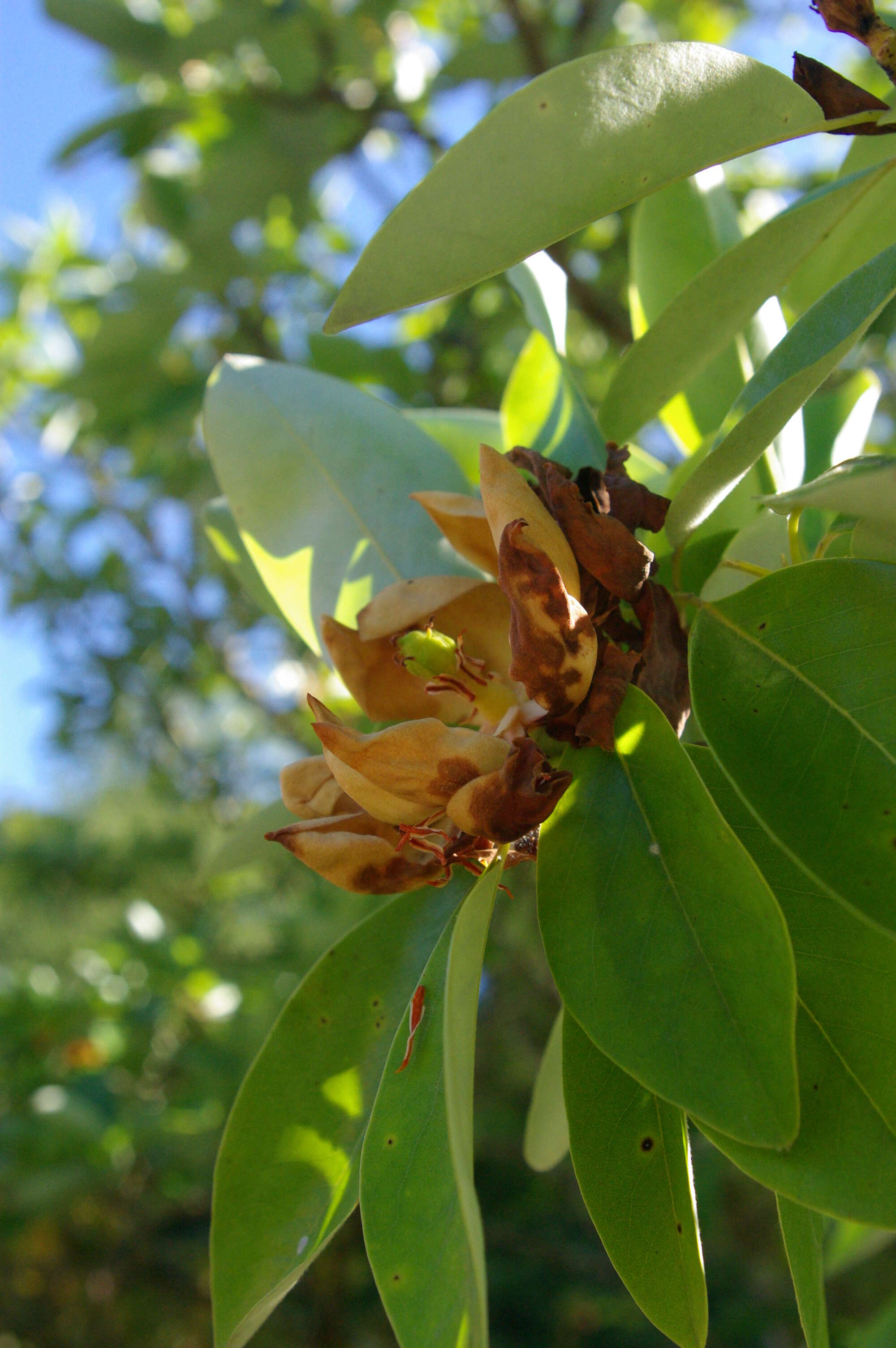 Image of Rhododendron williamsianum Rehder & E. H. Wilson