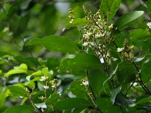 Image of Xanthophyllum flavescens Roxb.