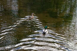 Image of Common Mallard