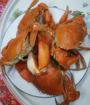 Image of Mud crab