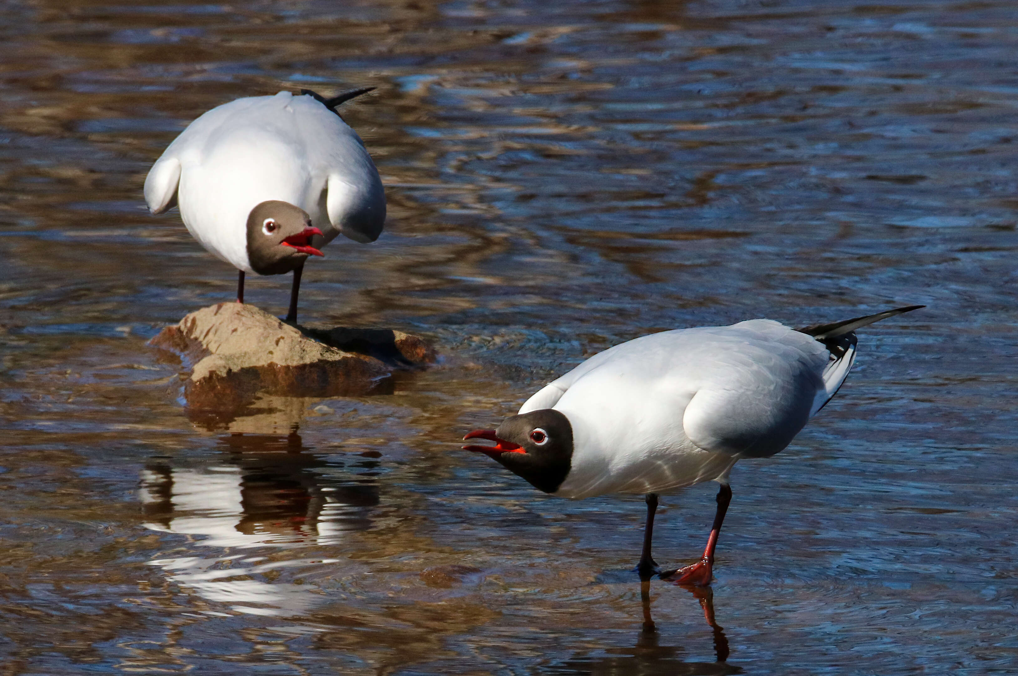 Image of Black-headed Gull