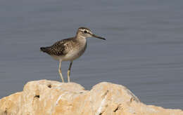 Image of Wood Sandpiper