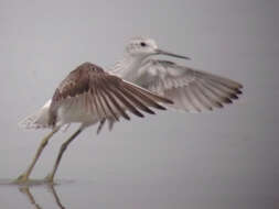 Image of Marsh Sandpiper