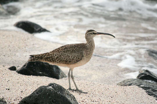 Image of Hudsonian Whimbrel