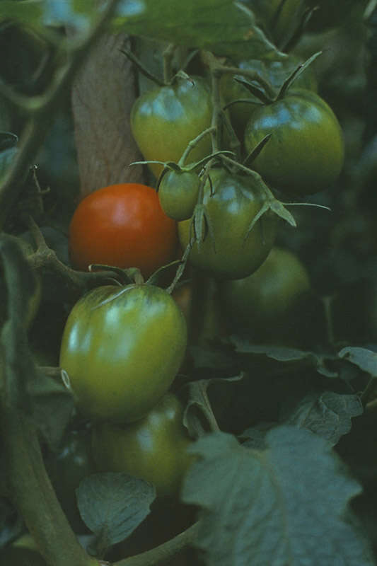 Image of tomato