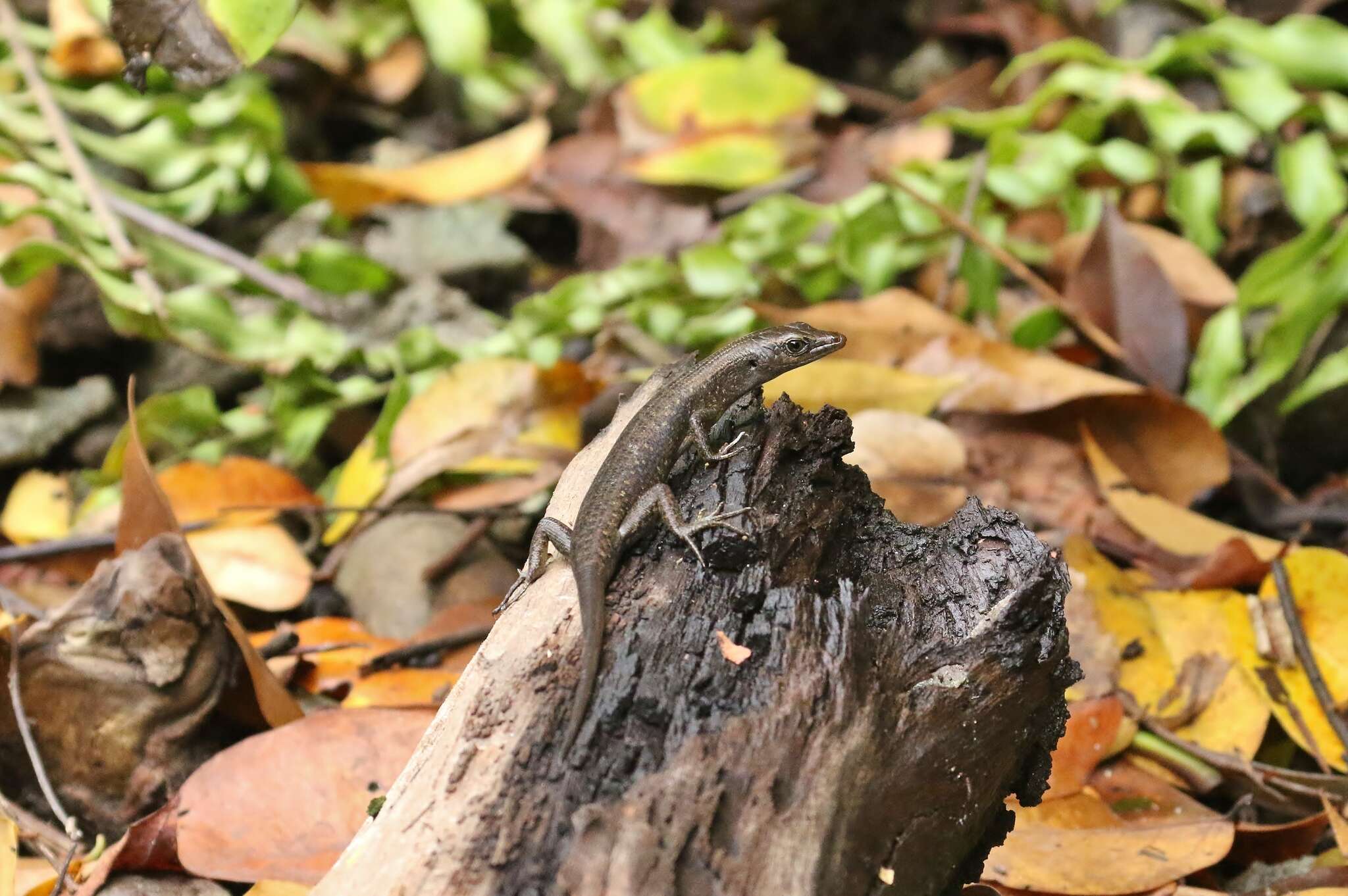 Image of Boettger's Emo Skink