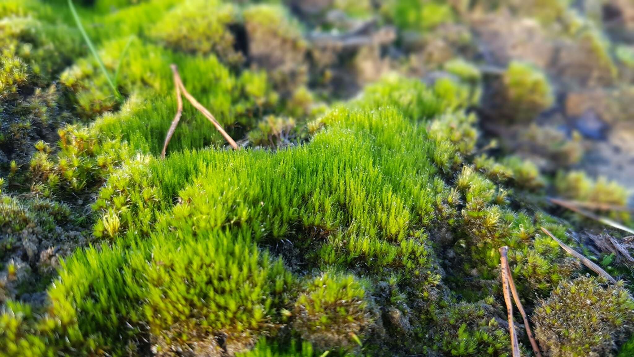 Image of campylopus moss